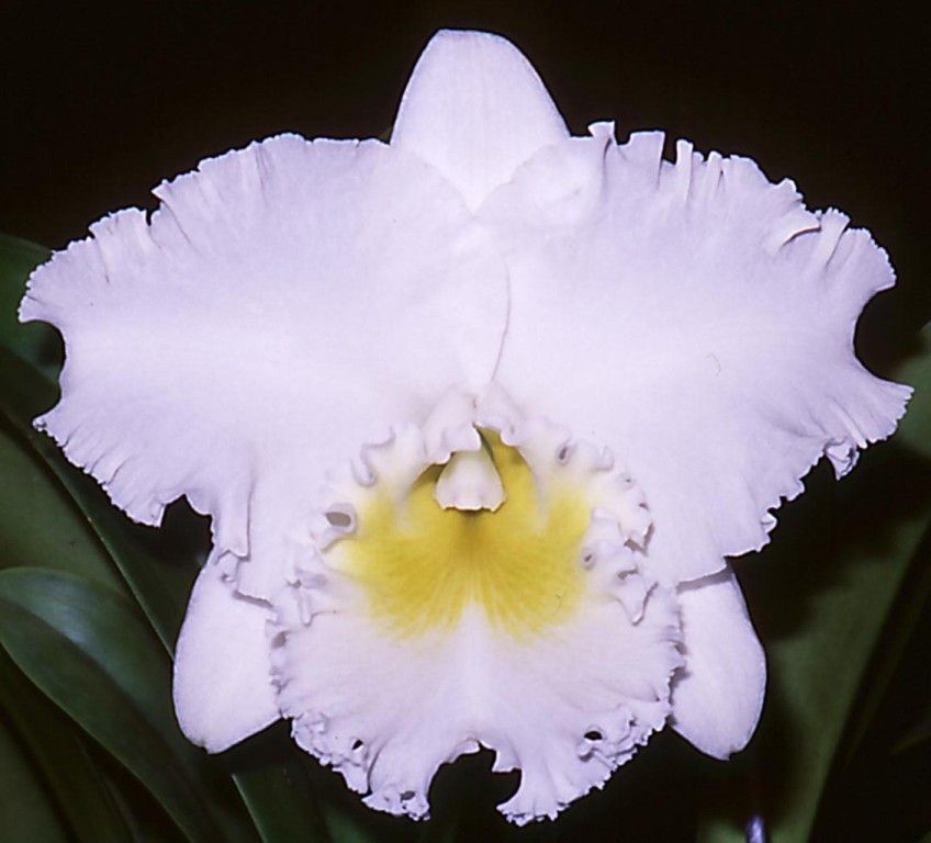 Rlc Burdekin Dream