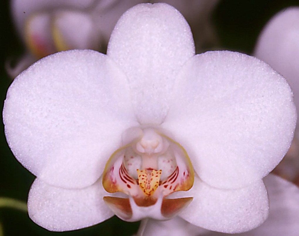 Vdnps Sunlands Winter Shower