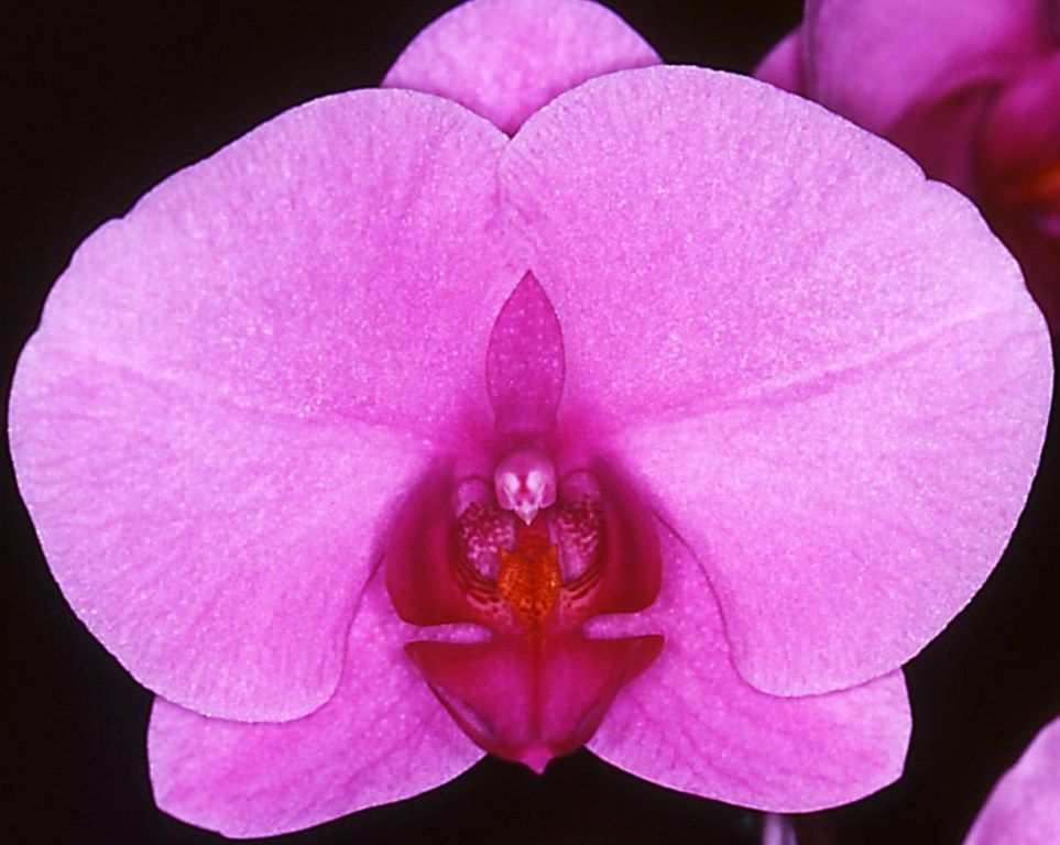 Phal Sunlands New Rain-Dancer