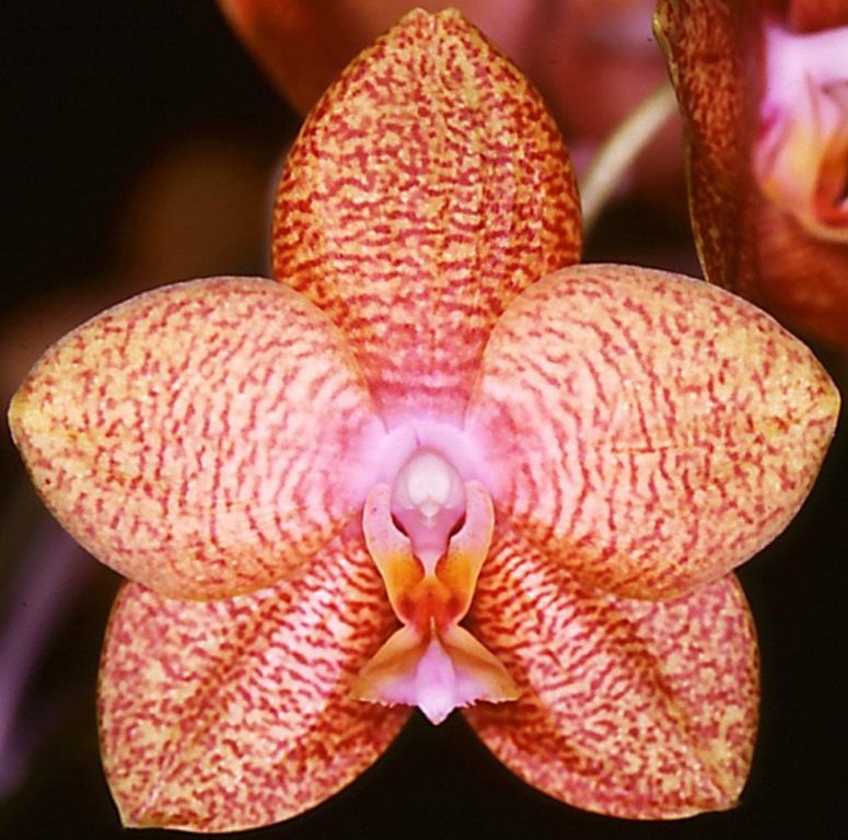 Phal Brecko Venflight