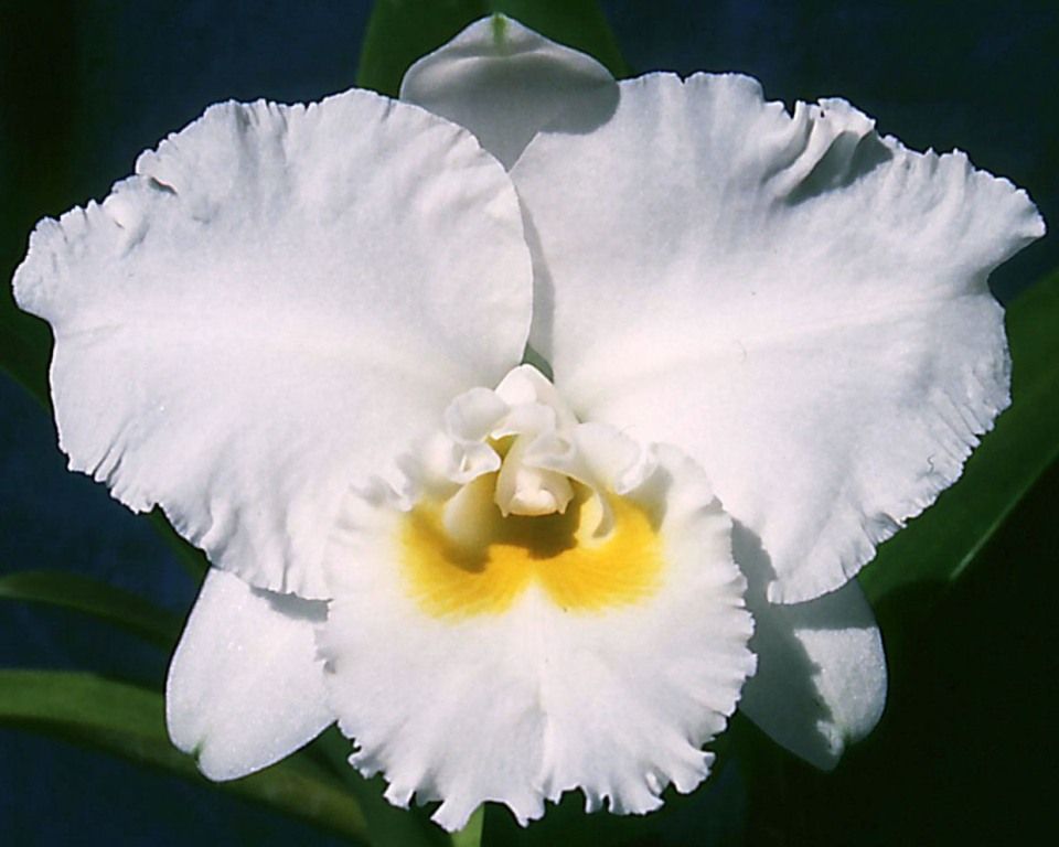 Rhyncholaeliocattleya Burdekin Pearl