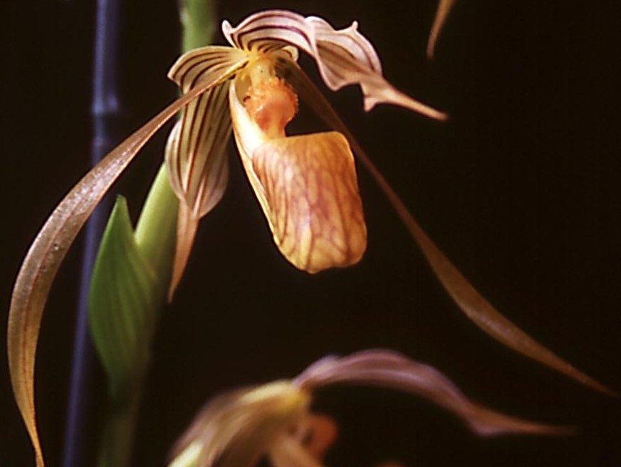 Paphiopedilum kolopakingii