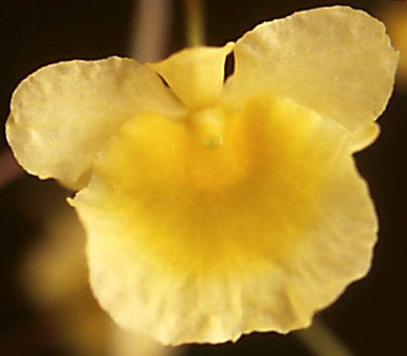 Dendrobium lindleyi