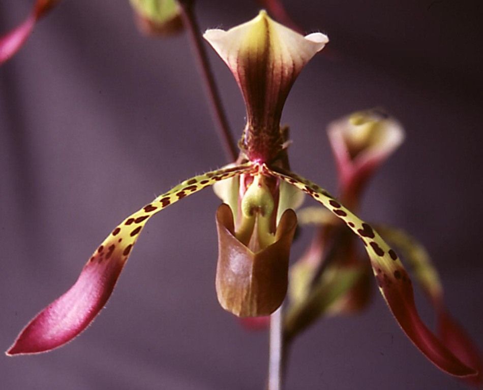 Paph Toni Semple