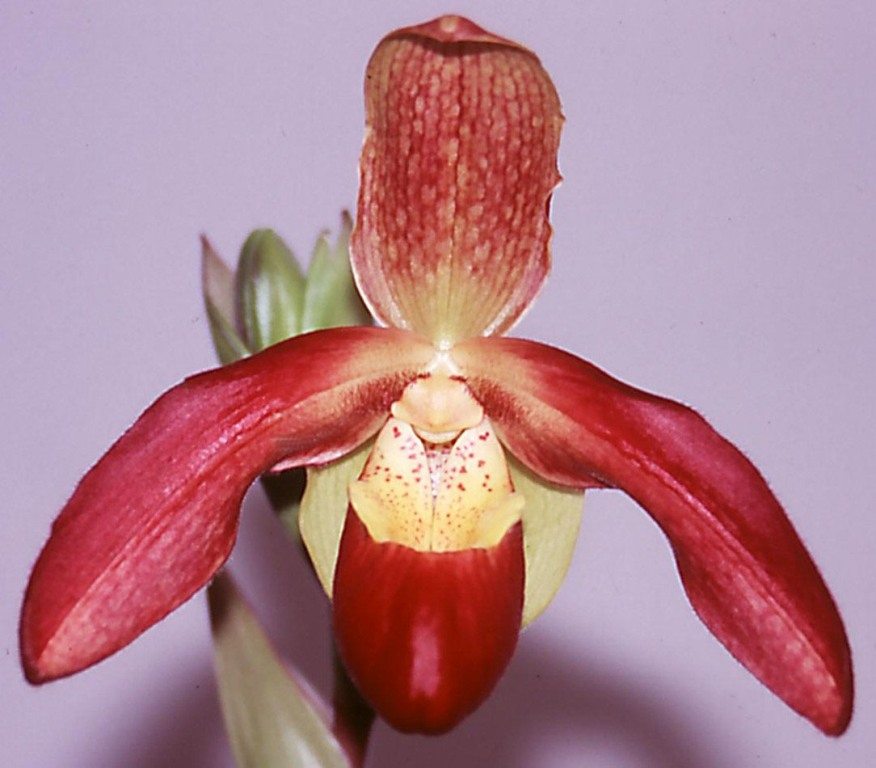 Phragmipedium Noirmont - HCC/AOC