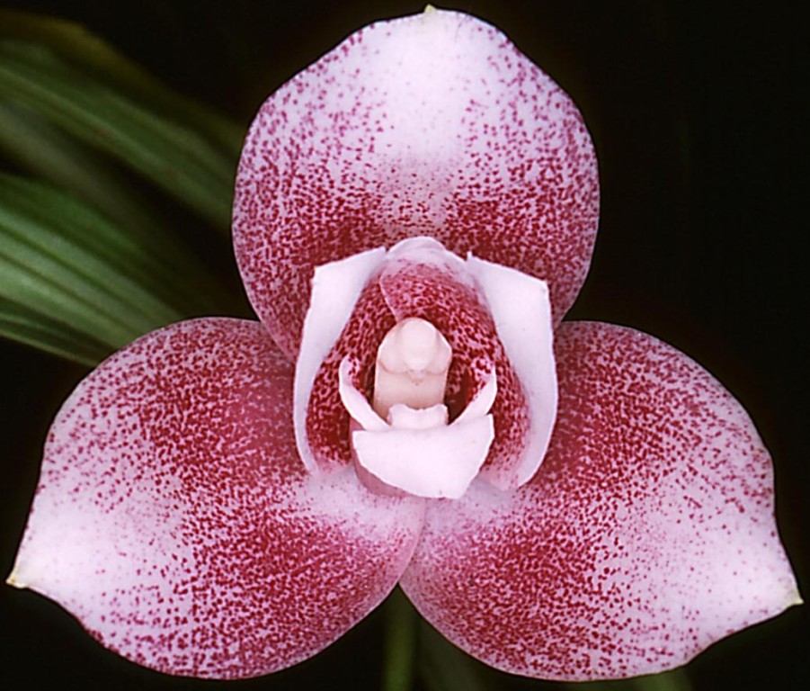 Angraecostylis Nowra - AM/AOC