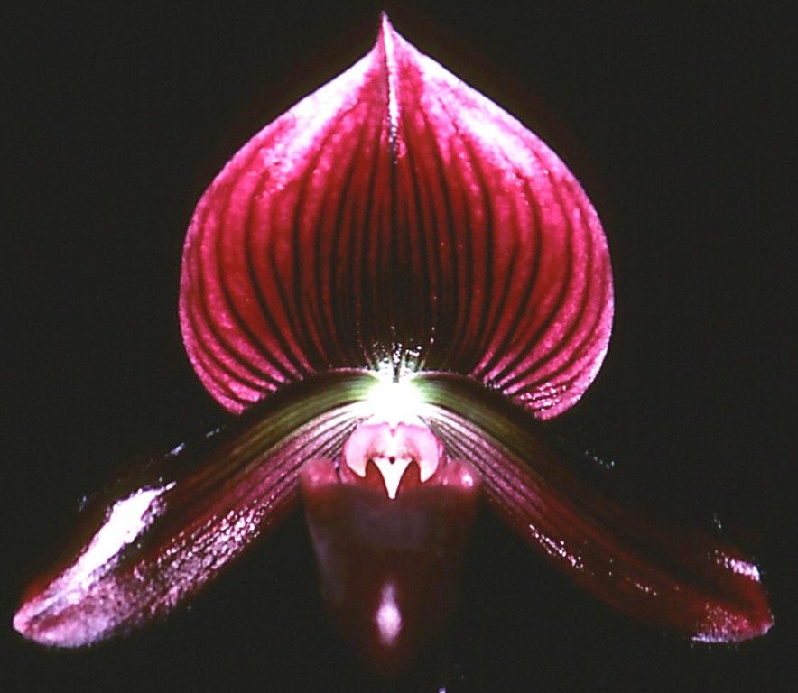 Paphiopedilum Cherry Glace