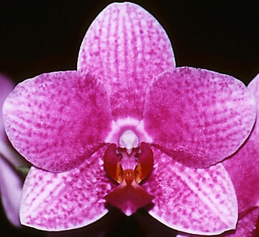 Phal Brother Bedford