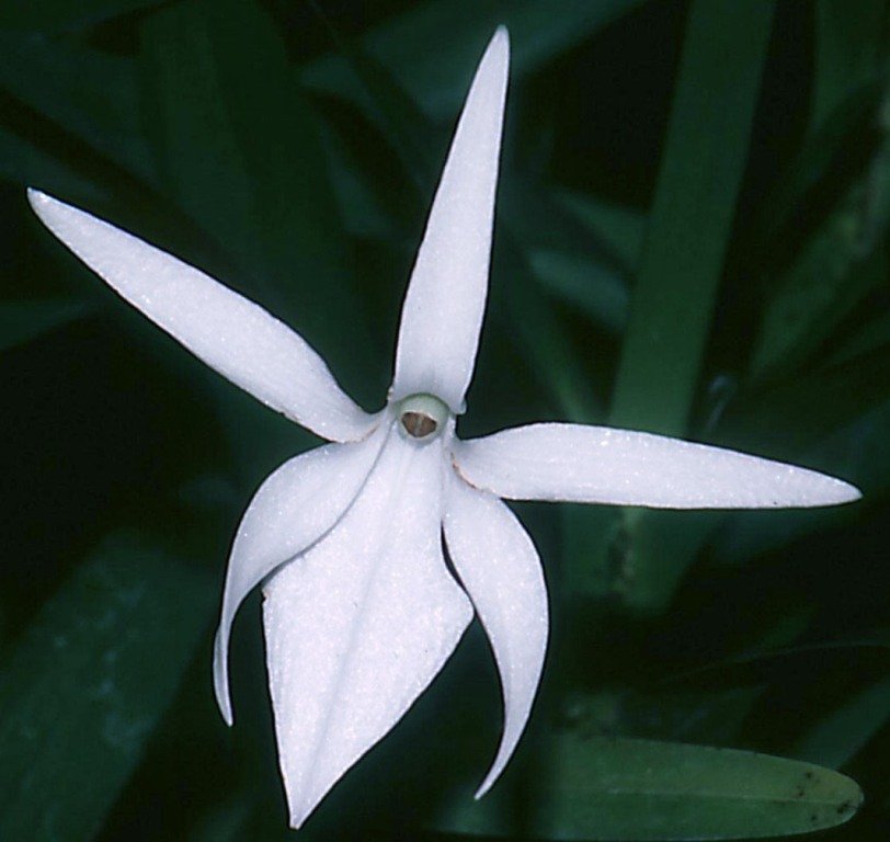 Jumellea punctata - HCC/AOC