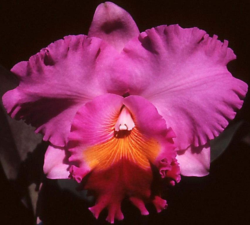 Rhyncholaeliocattleya Brunswick Bonanza - AM/AOC