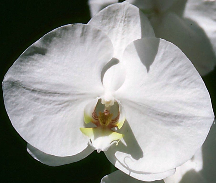 Phalaenopsis Asagiri no Tsuki