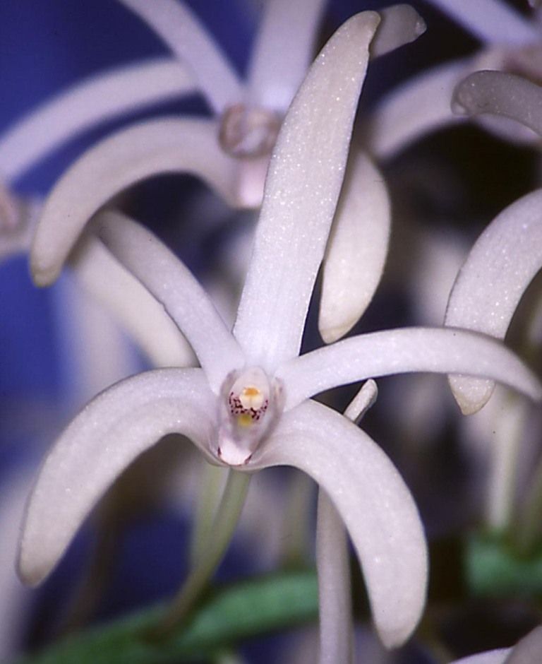 Dendrobium speciosum var. boreale - AM/AOC