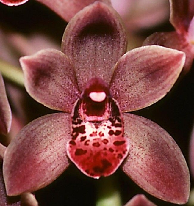 Cymbidium Doctor Len - AM/AOC