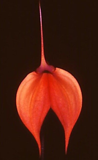Masdevallia Falcata - HCC/AOC