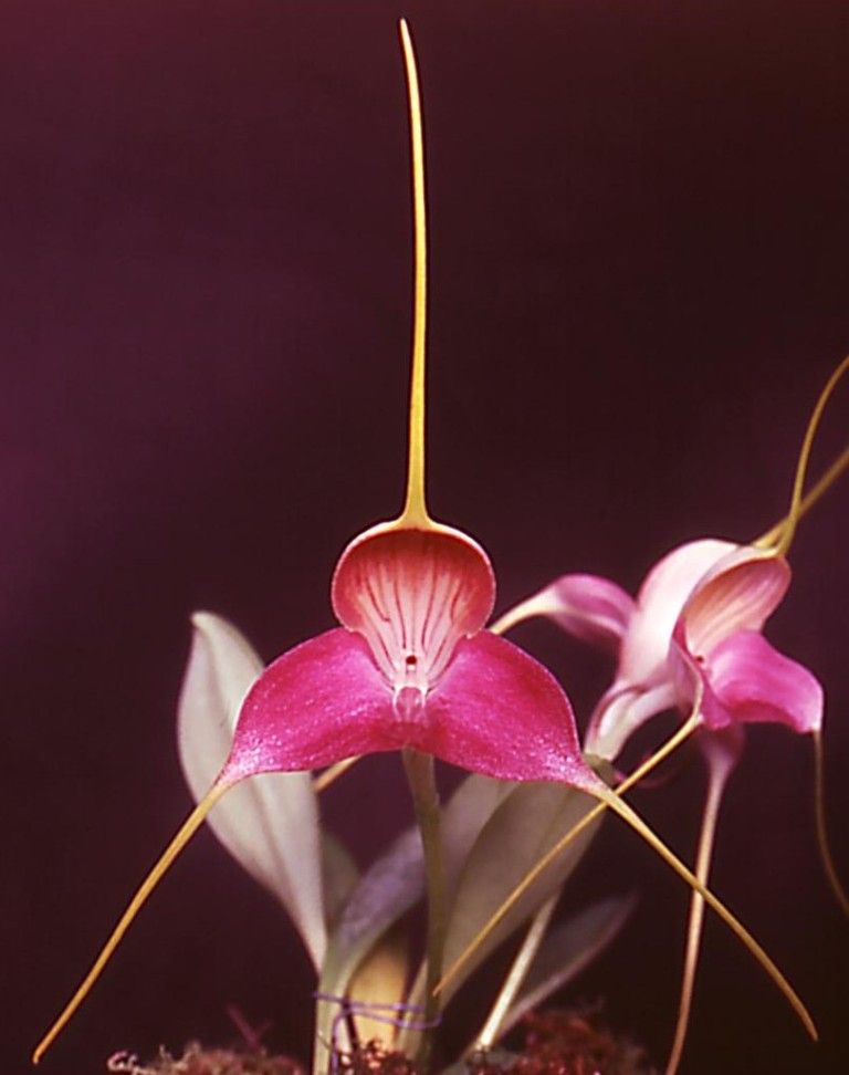 Masdevallia caudata