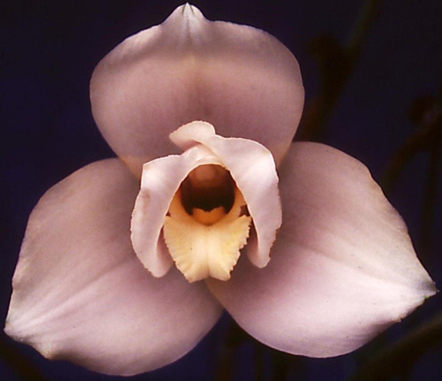 Lycaste Macama - AM/AOC