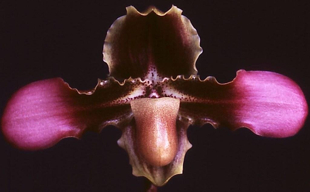 Paphiopedilum hirsutissimum - AM/AOC