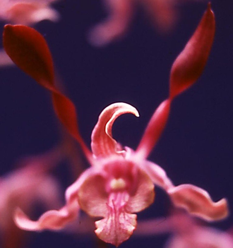 Dendrobium Cherub - HCC/AOC