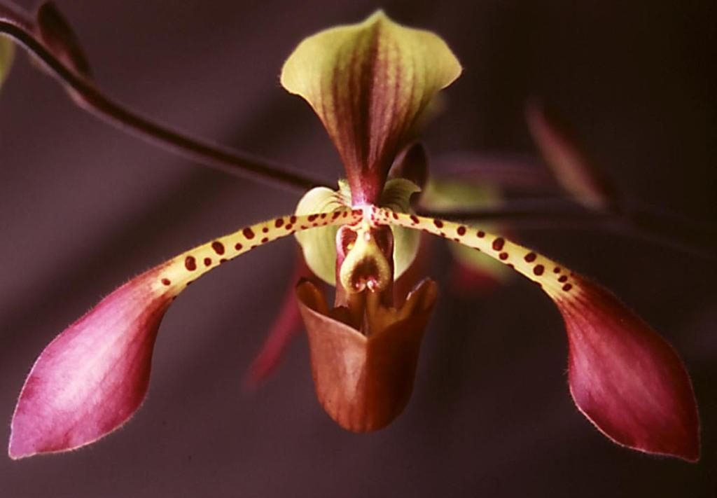 Paphiopedilum lowii