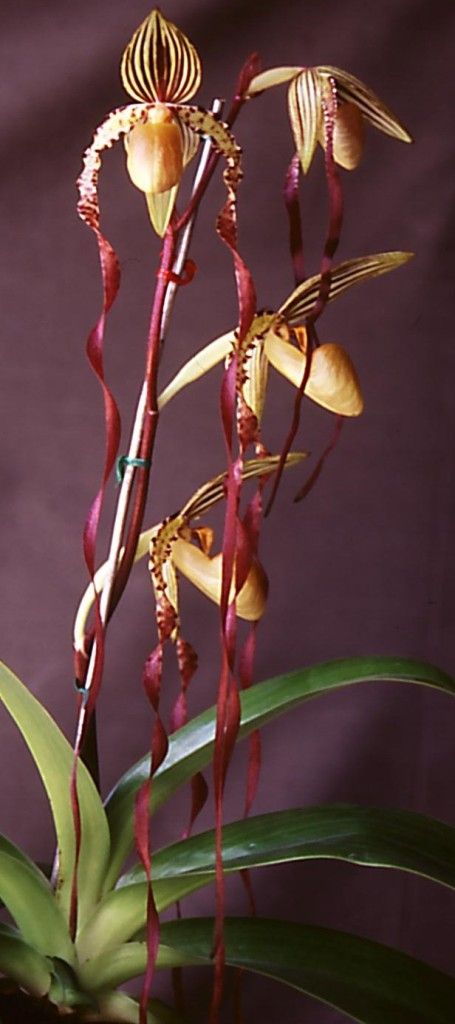 Paph Michael Koopowitz