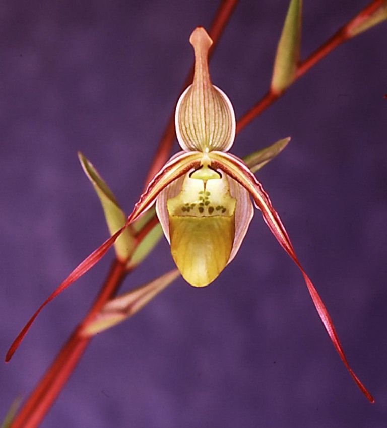 Phragmipedium Conchiferum