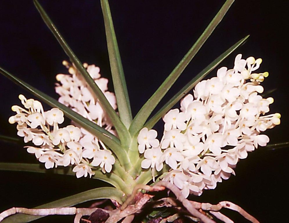 Vanda ampullacea subsp. ampullacea - HCC/AOC