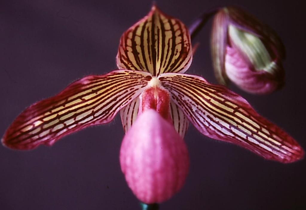 Paph Gloria Naugle