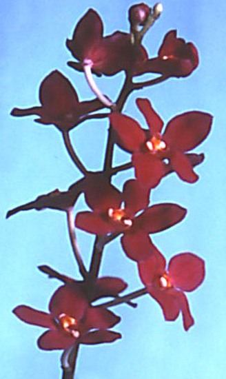 Sarcochilus fitzgeraldii