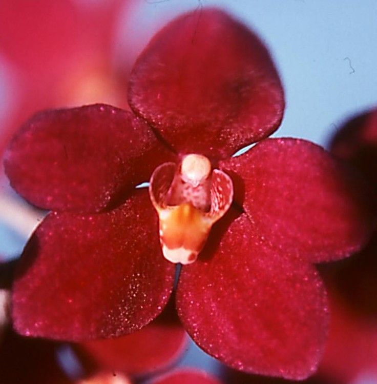 Sarcochilus fitzgeraldii