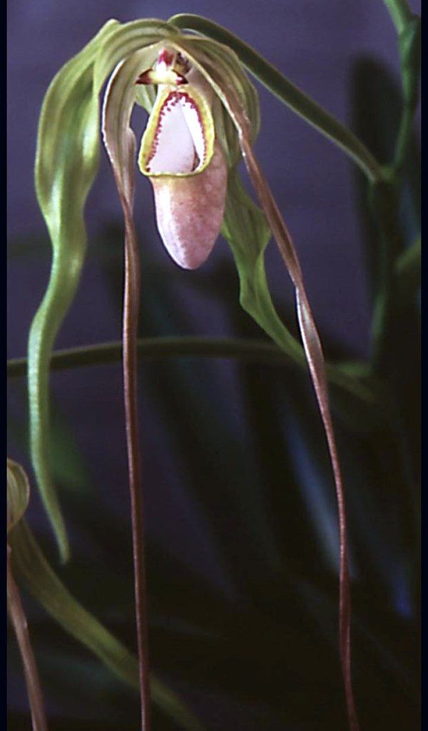 Phragmipedium caudatum