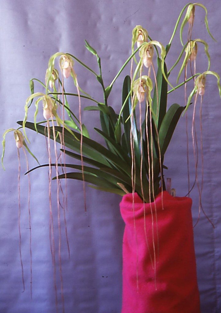 Phragmipedium caudatum - ACC/AOC