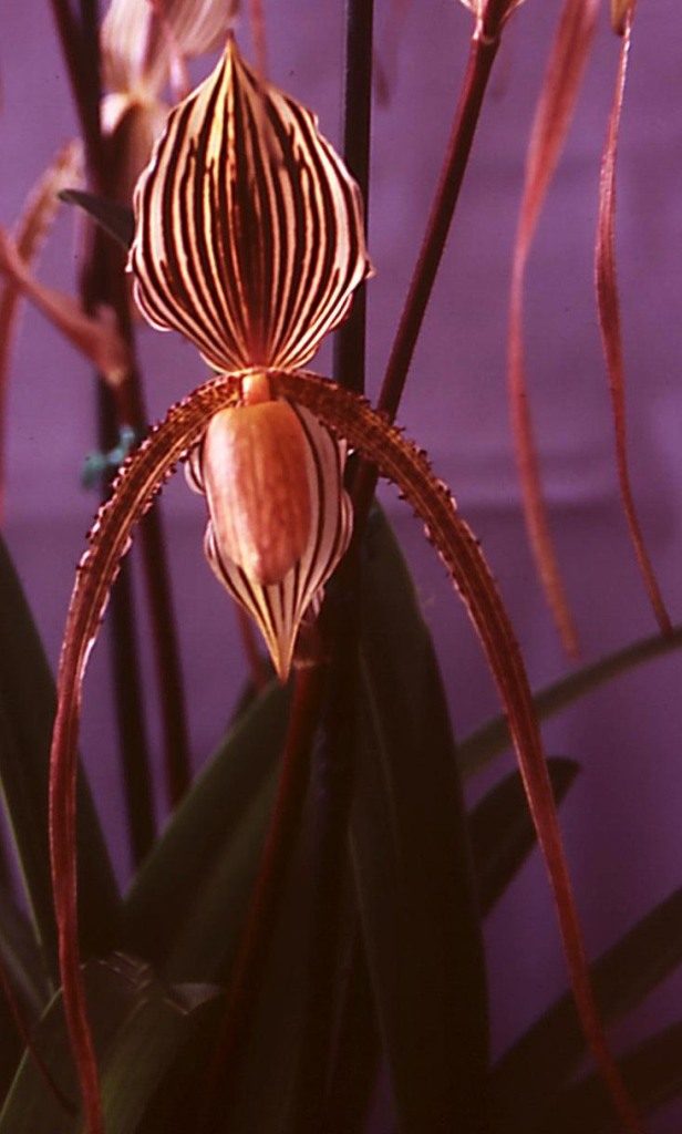 Paph Saint Swithin