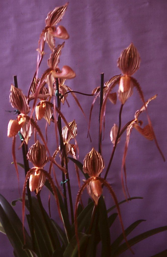 Paphiopedilum Saint Swithin - ACC/AOC