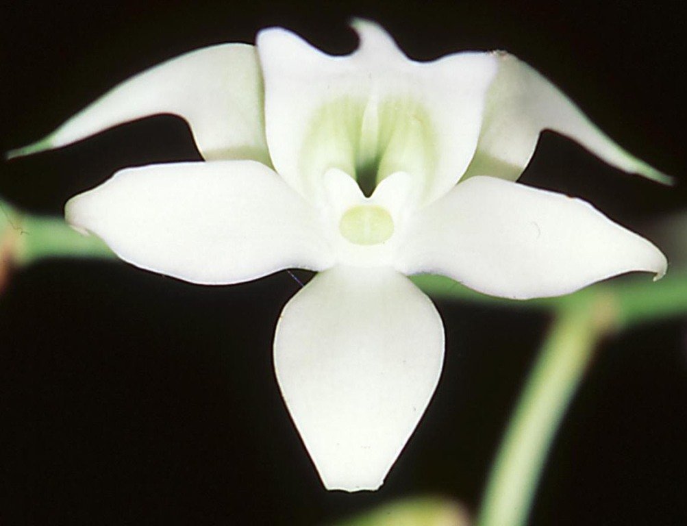 Sobennikoffia humbertiana - CBM/AOC