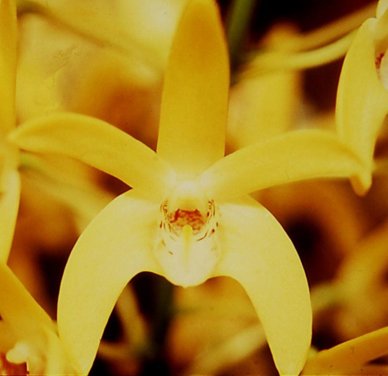 Dendrobium Kayla - AM/AOC