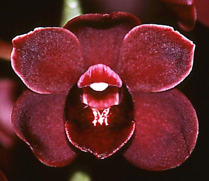 Cym Francie Connolly