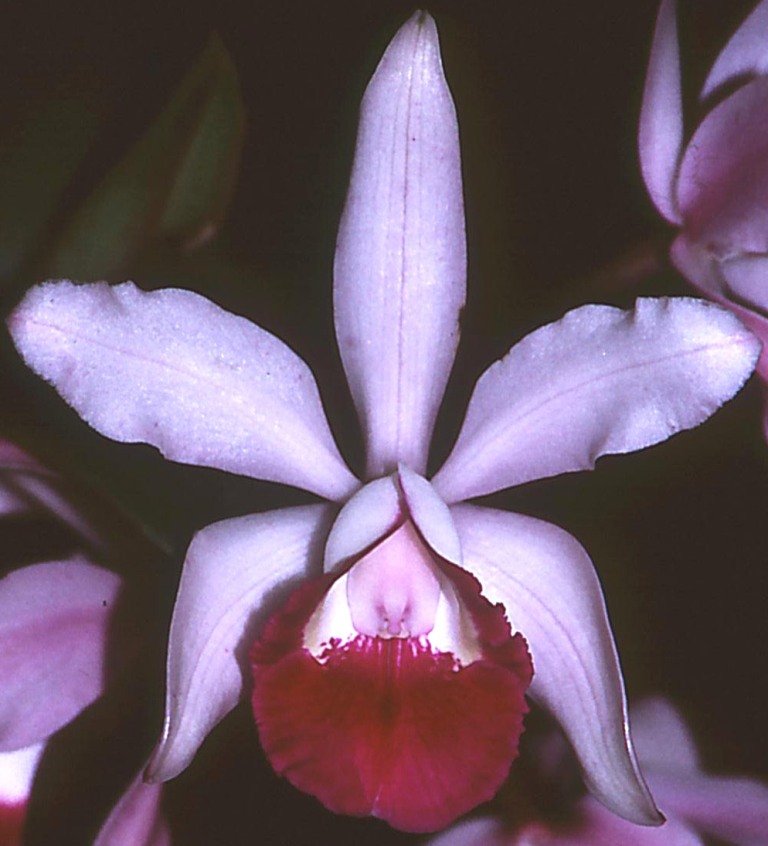 Cattleya intermedia - AM/AOC