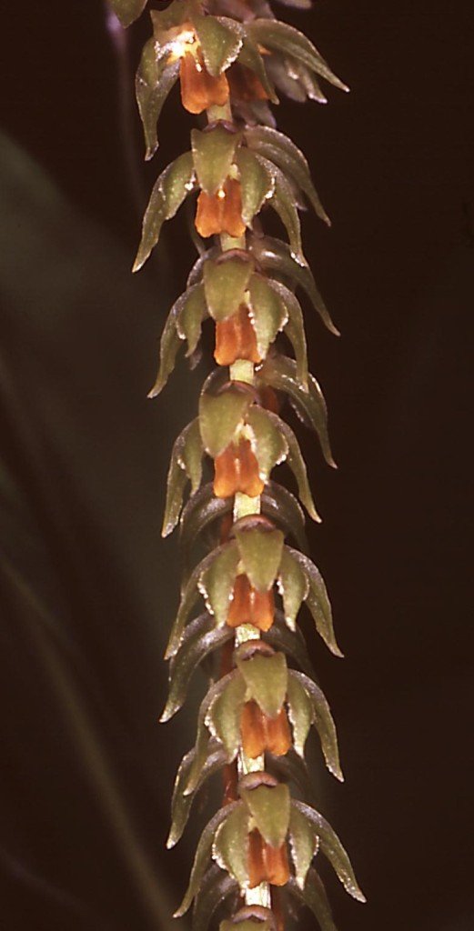 Coelogyne latifolia