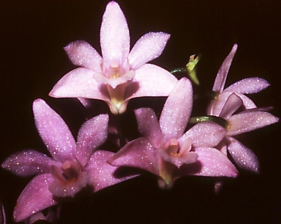 Dendrobium kingianum var. pulcherrimum - HCC/AOC
