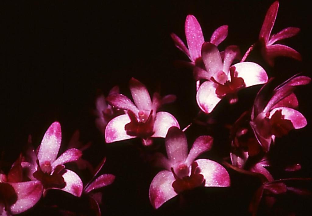 Dendrobium kingianum var. pulcherrimum - HCC/AOC