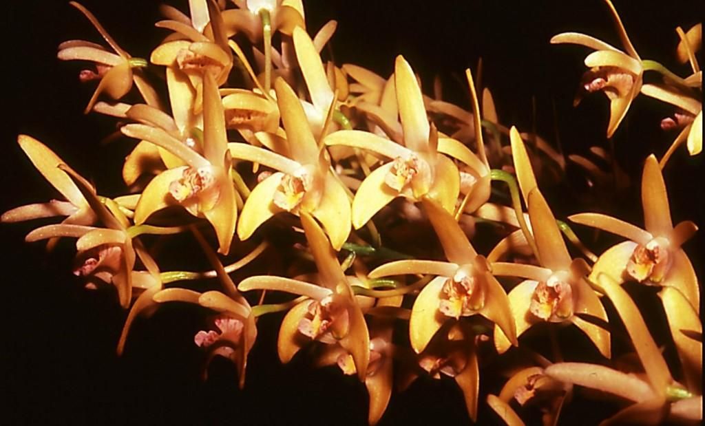 Dendrobium Jesmond Gem - HCC/AOC