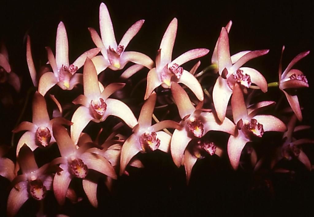 Dendrobium Jesmond Gem - HCC/AOC