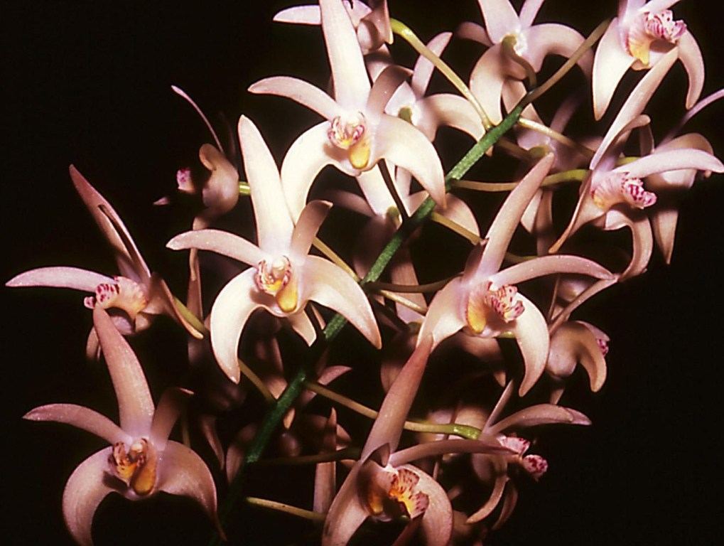 Dendrobium Jesmond Gem - HCC/AOC