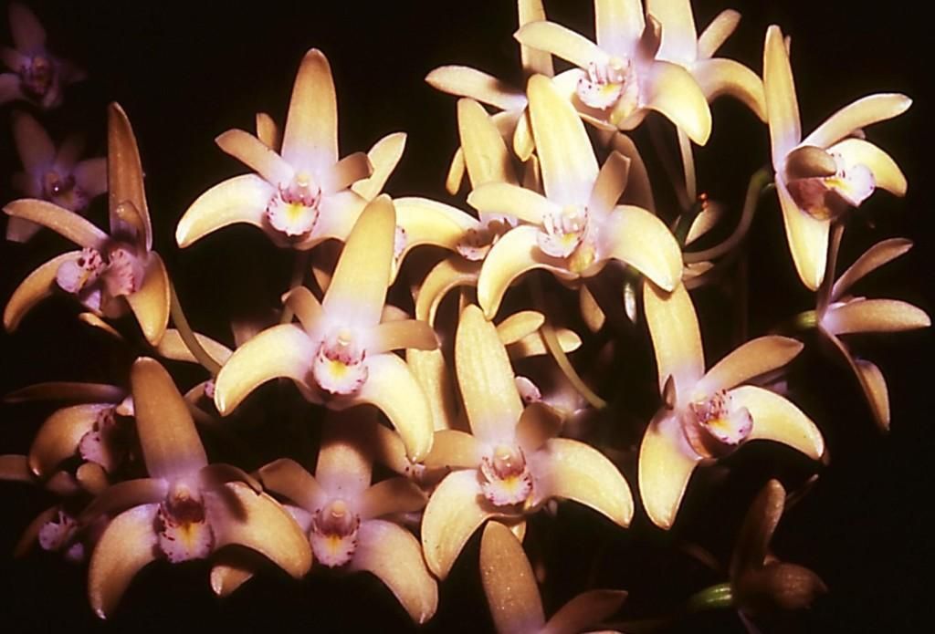 Dendrobium Jesmond Gem - HCC/AOC