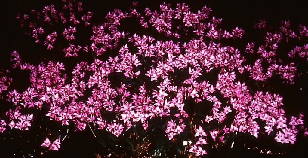 Dendrobium kingianum var. pulcherrimum - ASR/AOC