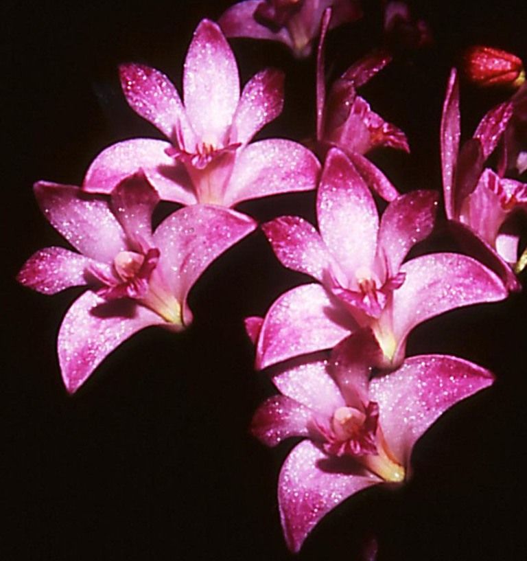 Dendrobium kingianum var. pulcherrimum - HCC/AOC