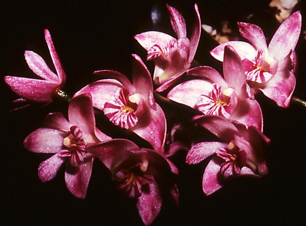 Dendrobium kingianum var. pulcherrimum - HCC/AOC