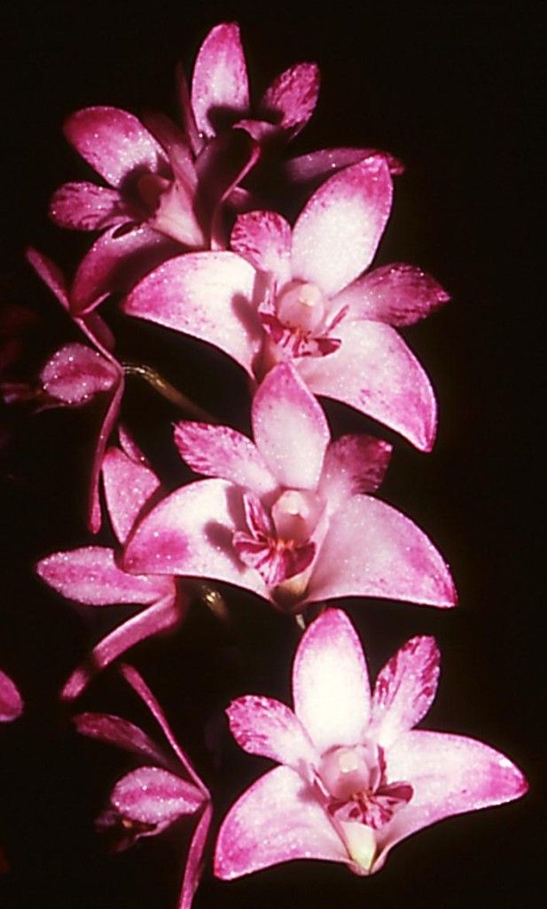 Dendrobium kingianum var. pulcherrimum - HCC/AOC