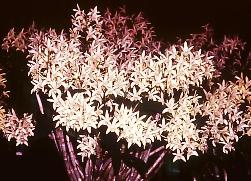 Dendrobium Jesmond Gem - ASR/AOC