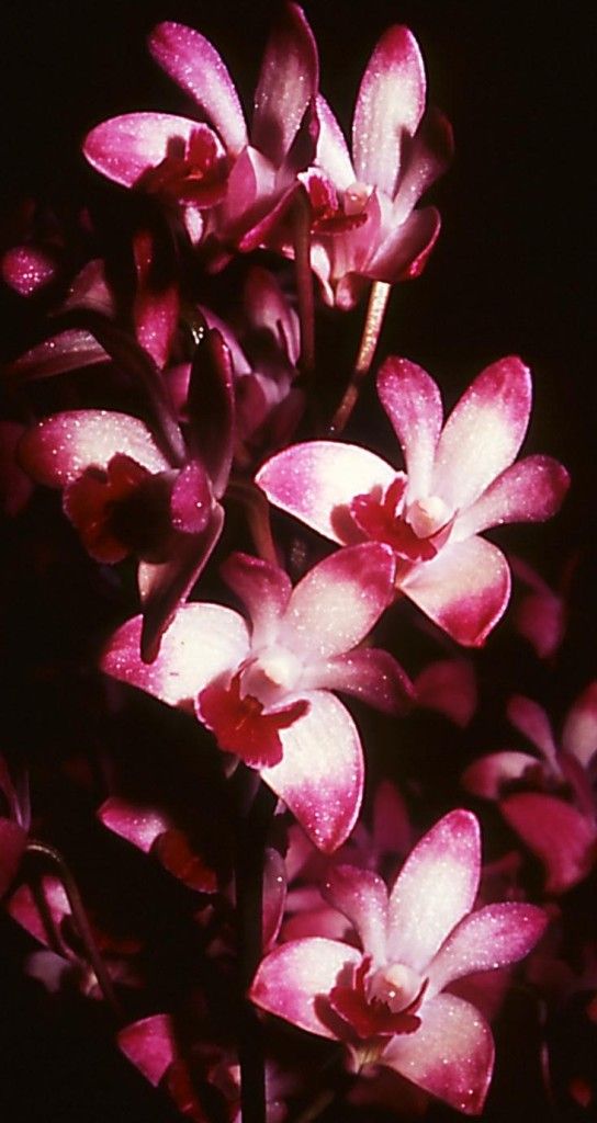 Dendrobium kingianum